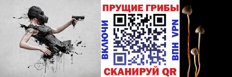 Купить  Дудинка  Псилоцибиновые грибы Psilocybe 
