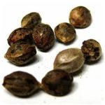 Семена марихуаны АК-47  (Seeds AK-47) в Дудинке